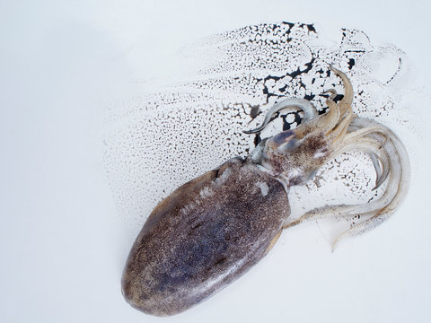 Fresh squid with black ink