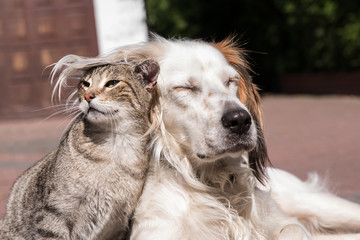dog and cat friendship, cat and dog in love - 289489906