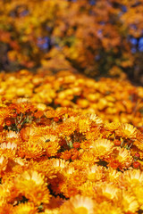 Small garden orange Astra flowers, blurry autumn trees in background. Autumn garden