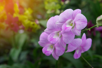 violet and pink orchid flower bouquet on nature background,religion,nature,copy space