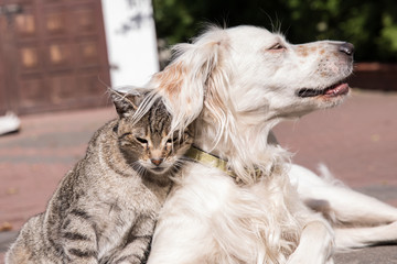 dog and cat friendship, cat and dog in love