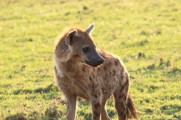 Spotted hyena (crocuta crocuta) walking in the savannah, Masai Mara National Park, Kenya.
