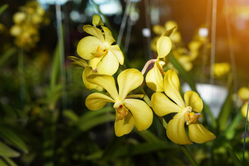 yellow orchid flowers bouquet in garden background