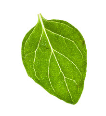 green leaf of Oregano herb isolated on white