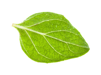 Fototapeta na wymiar single leaf of Oregano herb isolated on white