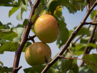 Fruits on branches. Ripe apples, juicy, full, yummy fruit. Grown in a natural environment without the use of chemicals and fertilizers.