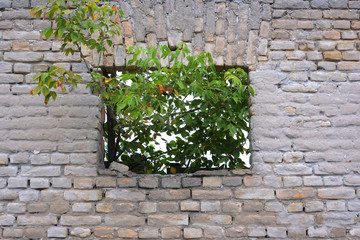 A branch growing through an opening in an old wall.