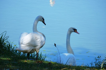 Two swans by a lake.