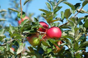 Nice red apples stillon the branches of a tree.
