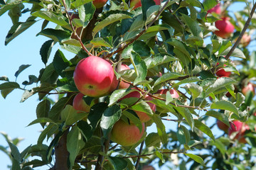 Nice red apples stillon the branches of a tree.