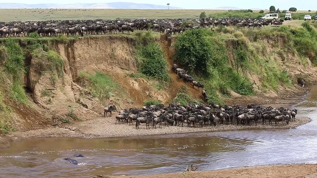 Big herd of wildebeest is about Mara River. Great Migration. Kenya. Tanzania. Maasai Mara National Park. 