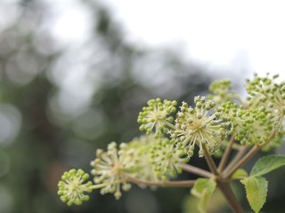 ウドの花