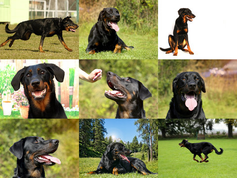 Big Beauceron dog. Mix nine photos.