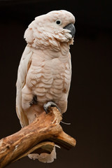 Moluccan cockatoo sits on a branch, peppy and smart pale pink bird on a dark background on a branch. © Mikhail Semenov