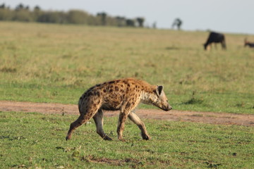 Naklejka na ściany i meble Spotted hyena (crocuta crocuta) walking in the savannah, Masai Mara National Park, Kenya.