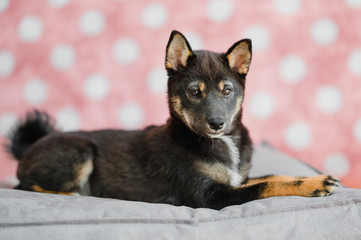 Hund Welpe Shiba Inu im Fotostudio