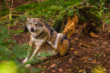 Obraz premium Wolf oder Grauwolf (Canis lupus)