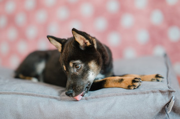 Hund Welpe Shiba Inu im Fotostudio