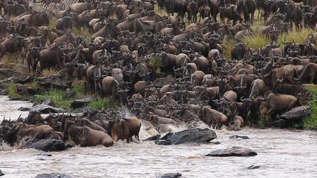 Wildebeests are crossing  Mara river. Great Migration. Kenya. Tanzania. Maasai Mara National Park.