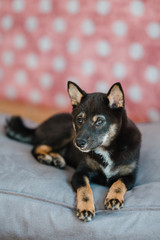 Hund Welpe Shiba Inu im Fotostudio