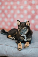 Hund Welpe Shiba Inu im Fotostudio