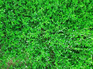 Natural green grass background. Green lawn background.