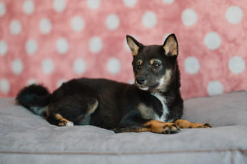 Hund Welpe Shiba Inu im Fotostudio