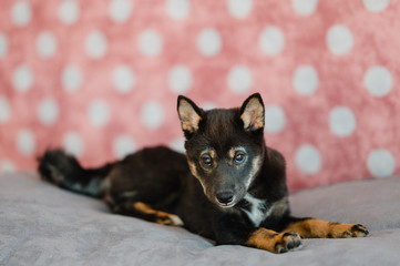 Hund Welpe Shiba Inu im Fotostudio