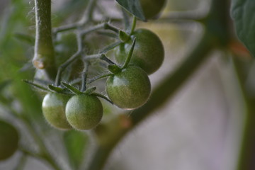 Unreife Tomaten