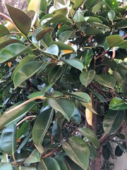 journey to Turkey and Paradise Kemer