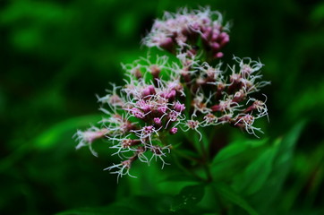 Medicinal plant calf meadow with beautiful flowers