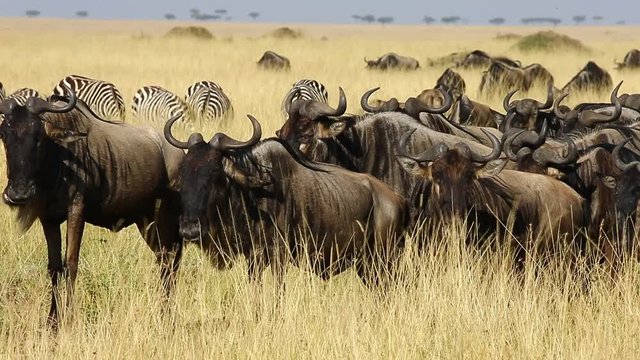 Wildebeests and zebras in the savannah. Close-up. Masai Mara National Park. Kenya. Great Migration.