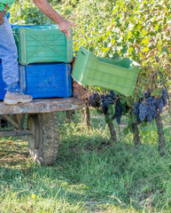 An agricultural worker throws the boxes for the harvesting of grapes in the vineyard of a Chianti winery, Tuscany, Italy