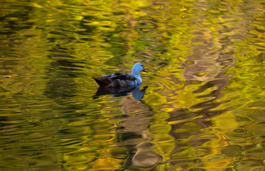 Pato nadando en un río en otoño