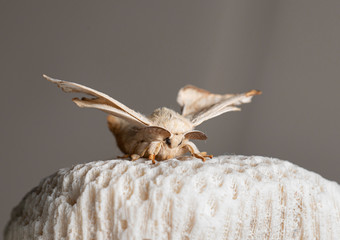 Silkworm on the rock with black background	