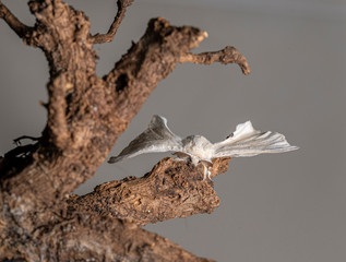Silkworm on the branch with black background	