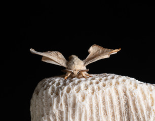 Silkworm on the rock with black background	