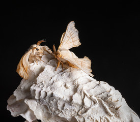 Silkworm on the rock with black background	