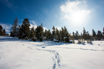 Fototapeta na wymiar Fantastic winter landscape in sunny day. Beauty world.
