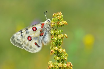Parnassius apollo 589 © his45