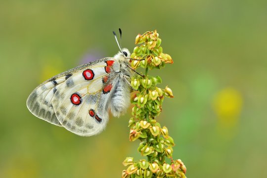 Parnassius apollo 589