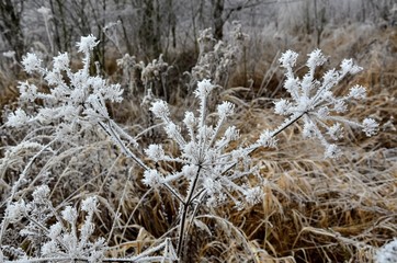 frost on grass