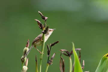  The plain prinia (Prinia inornata), also known as the plain wren-warbler or white-browed wren-warbler. It is a small cisticolid warbler found in southeast Asia. It is a resident breeder.