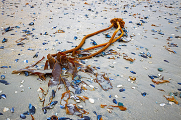 Kelp seaweed washed up on beach