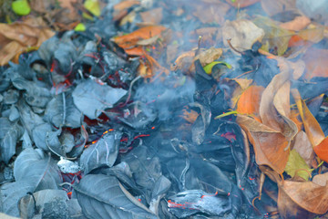 dry leafs on fire