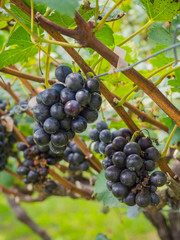 Grapes for making wine.