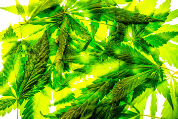 Cannabis marijuana leaves drying on sunshine