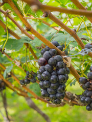 Grapes for making wine