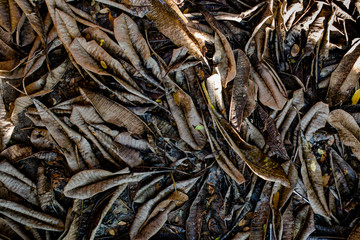 Stack of dry leaves in winter. natural background.