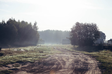 Road leading to forest in the early morning